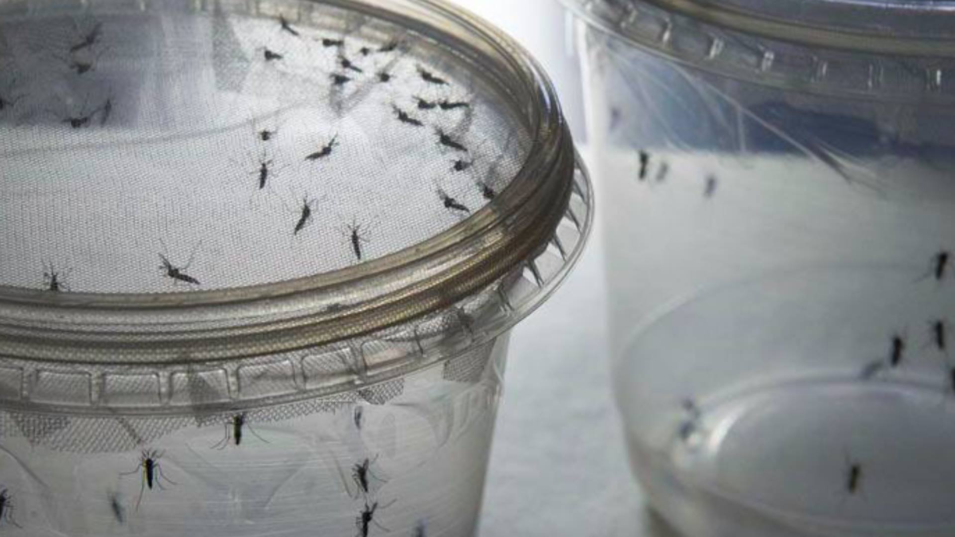 34502238 2186095224764540 282647348163641344 n