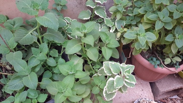 37568292 882723571938456 1166274218627694592 n