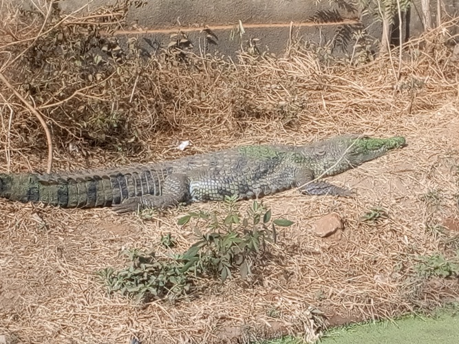Crocodile