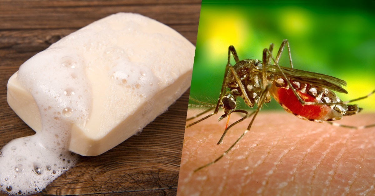 savon anti moutisque